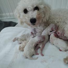 Girl 3 - White female Bichon Frise puppy in Four Oaks, North Carolina from .Havenkennels.Net