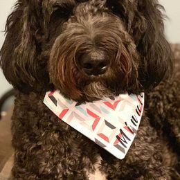 Goldendoodles from Black's Goldendoodles