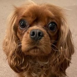 Cavalier King Charles Spaniels and Cocker Spaniels from Abigail Warrick's Cavalier King Charles Spaniels and Cocker Spaniels