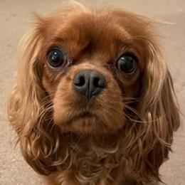 Cavalier King Charles Spaniels and Cocker Spaniels from Abigail Warrick's Cavalier King Charles Spaniels and Cocker Spaniels