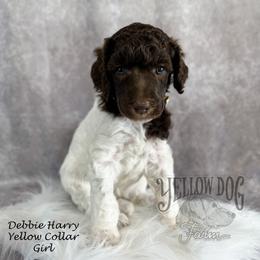 Poodle Puppies from Yellow Dog Farm