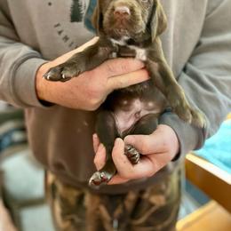 Green collar Boy - Liver male German Shorthaired Pointer puppy in Aberdeen, Idaho from Idaho GSP