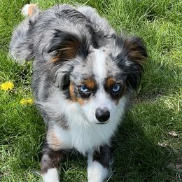 Triton - Toy Australian Shepherd