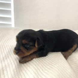 Macie - Black and tan female Yorkshire Terrier puppy in Carencro, Louisiana from Ledet’s Yorkies