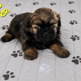 Bo - Chocolate male Shih Tzu puppy in Winston Salem, North Carolina from Jay&Ray Shih Tzu’s