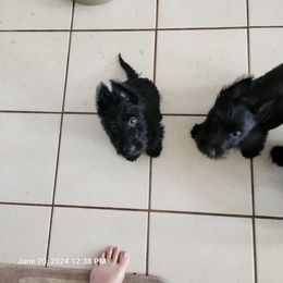 Scottish Terrier Puppies from Charissa Hannabass