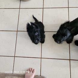 Scottish Terrier Puppies from Charissa Hannabass