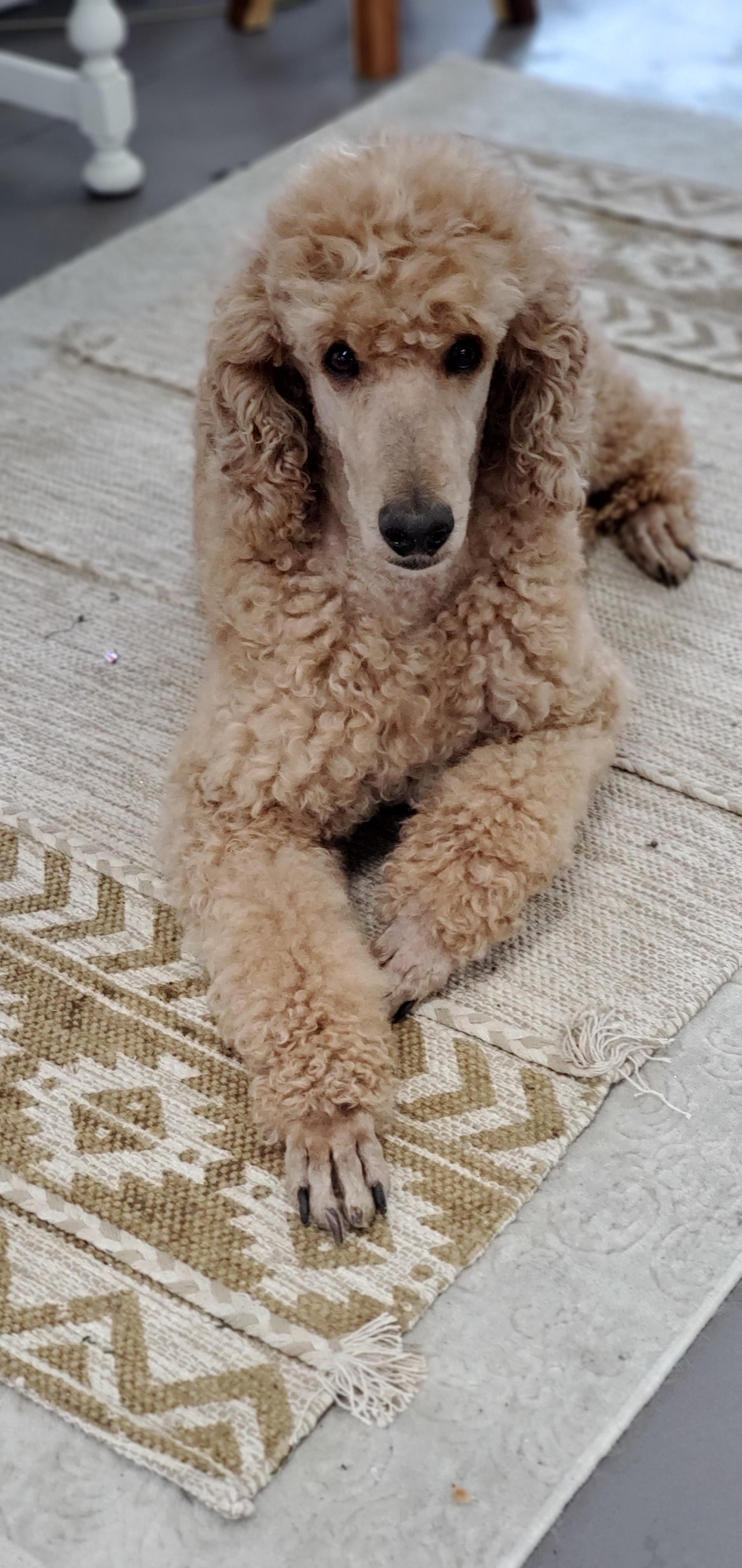 Jesse - Poodle