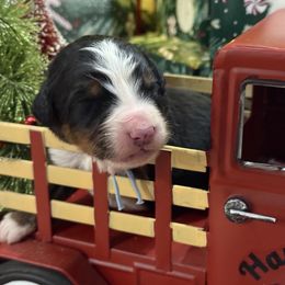 Frosty - Tri-color male Bernese Mountain Dog puppy in Gardner, Kansas from Faith and Family Farm
