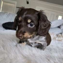 Betty - Chocolate and cream female Dachshund puppy in Price, Utah from Stone Kennels