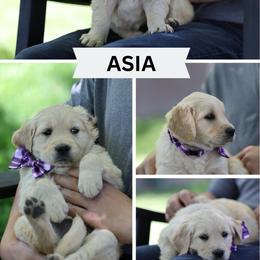 Asia - Golden female Golden Retriever puppy in Payette, Idaho from Stonewick Retrievers