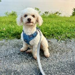 Marlow - Cream male Poodle puppy in Morehead, Kentucky from Paw Perfect Pets