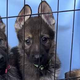 Green collar male - Sable male German Shepherd puppy in Pahrump, Nevada from Wachhund Kennels
