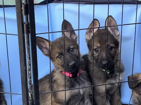 Green Collar, sable German Shepherd puppy