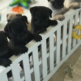 Pug Puppies from Purelypugs.love