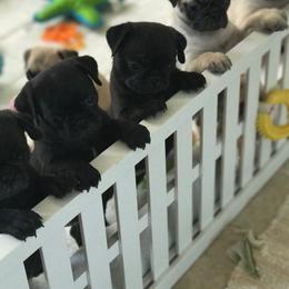 Pug Puppies from Purelypugs.love