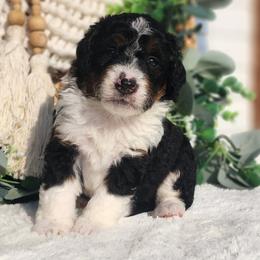 Bella - Tri-color female Bernedoodle puppy in Dothan, Alabama from Farquharson's Poodles&Doodles