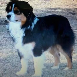 Reina - Miniature Australian Shepherd