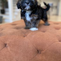 Goldendoodle and Havapoo Puppies from Lady Paws Puppies