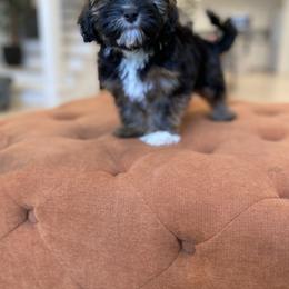 Goldendoodle and Havapoo Puppies from Lady Paws Puppies