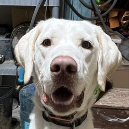 Labrador Retriever puppies from Willow run farm’s Labrador Retrievers