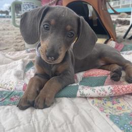 Dachshund Puppies from Davidson's Dachshunds