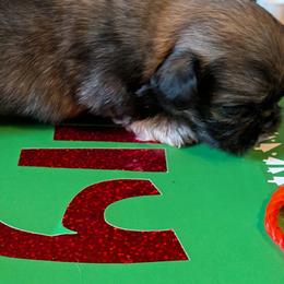 Male 2 - Fawn sable male Pekingese puppy in Crown City, Ohio from Amy’s Lil Pekingese