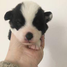 Boy 1 - Pembroke Welsh Corgi puppy in Arkansas from KBI FARM