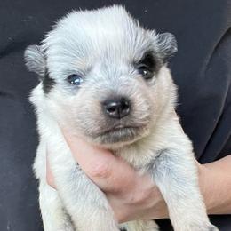 Girl 1 - Blue female Australian Cattle Dog puppy in Irvington, Kentucky from Dry Valley’s Australian Cattle Dogs