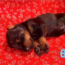Blue - Black and rust male Doberman Pinscher puppy in Louisville, Kentucky from Ruiz Dobermans