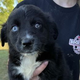 Fred - Black & white male Australian Shepherd puppy in Quaker City, Ohio from Wagon Wheel Aussies and Corgi’s