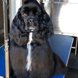 Cinder - Cocker Spaniel