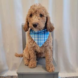 Henry (Dark Blue Collar) - Apricot male Goldendoodle puppy in Lincoln, California from Lincoln Goldendoodles