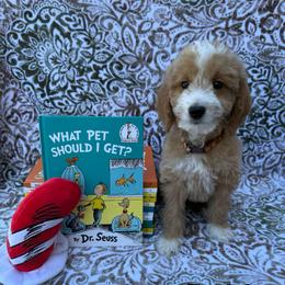 Dobby - Red  male Goldendoodle puppy in Conroe, Texas from Tails of Cypress