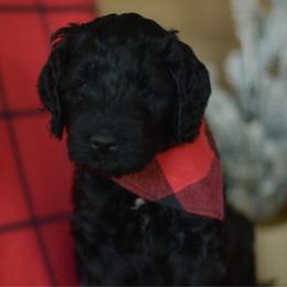 Nash - Black male Goldendoodle puppy in Mesa, Arizona from Wrigley's Doodles