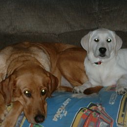 Labrador Retriever Puppies from Lorlyn Labradors