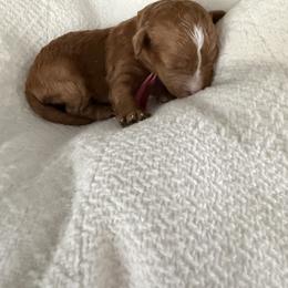 Ms Pink - Red female Cavapoo puppy in Nampa,, Idaho from Clig Doodle Days