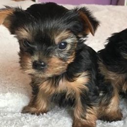 Yorkshire Terriers from Lorenia's Yorkshire Terriers