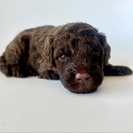 Toast - Chocolate male Goldendoodle puppy in Pulaski, Tennessee from Doodle My Heart