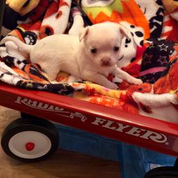 Boy 2 - Cream and white male Chihuahua puppy in Orange, Texas from Tiny Paws from God