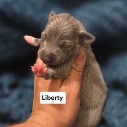 Liberty - Blue female Italian Greyhound puppy in Parsons, Kansas from Feathered Cactus Farm