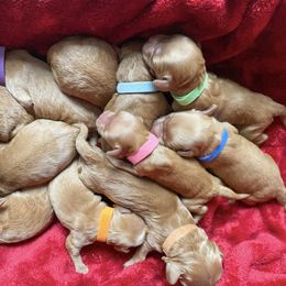 Australian Labradoodle Puppies from Pinnacle Labradoodles