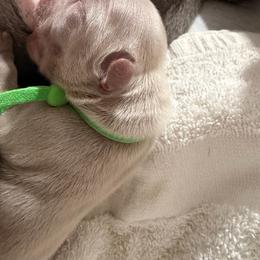 Green collar Isabella - Liver male French Bulldog puppy in Jefferson City, Missouri from Central Frenchie Haven