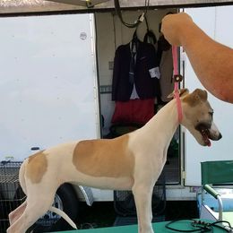 Whippets from RAJOPA WHIPPETS