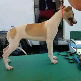 Whippets from RAJOPA WHIPPETS