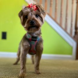 Melly - Yorkshire Terrier