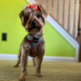 Melly - Yorkshire Terrier