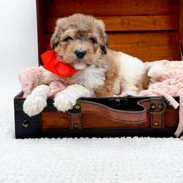 Boy 2 - male Bernedoodle puppy in North Carolina from NC Doodle Puppies
