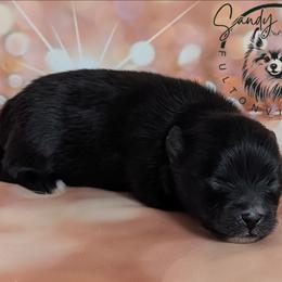 Mocha - Black female Pomeranian puppy in Fultonville, New York from Sandy Aussies & Pomeranians
