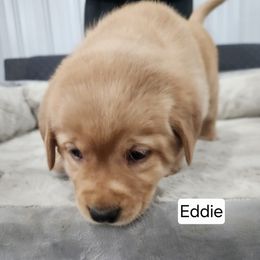 Eddie (dk blue collar) - Yellow male Labrador Retriever puppy in Greenwich, Ohio from Pure Gem Kennel